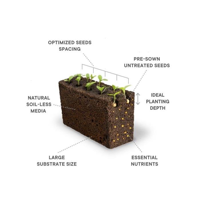 Véritable® Seed Lingot® Mint Spearmint